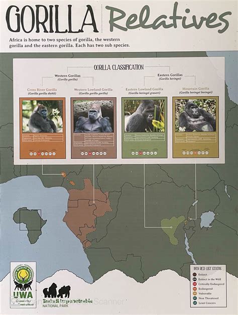 Gorilla Junction, Where Gorilla Tracking Empowers Women and Local