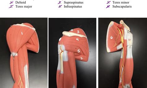 Glenohumeral Muscles Diagram | Quizlet