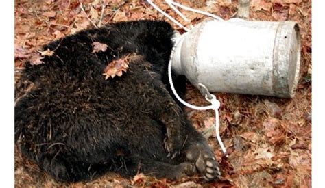 Urso Fica Cabe A Presa Em Lata De Leite V Rgula