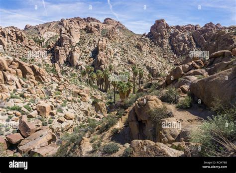 Lost Palms Oasis Joshua Tree National Park California Stock Photo Alamy