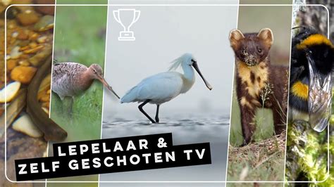 Foeragerende Lepelaar Paaiende Beekprikken En Boommarter Zelf