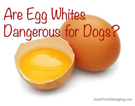 Is Egg Yolk Safe For Dogs