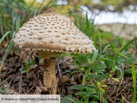 Coulemelle toxique comment la différencier du champignon comestible