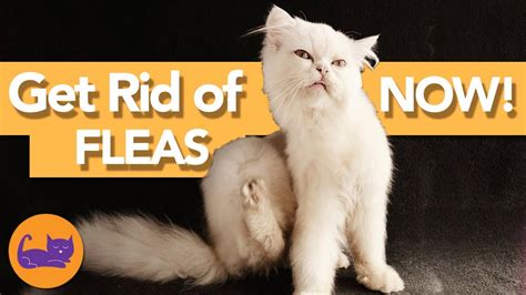 How To Get Rid Of All Fleas On Cats And In The House Permanently Youtube