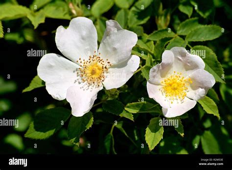 The White Beauty Stock Photo Alamy