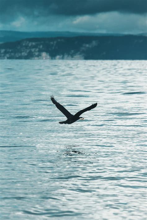 Foto Pájaro Negro Volando Sobre El Mar Durante El Día Imagen Pájaro