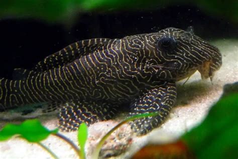 7 Rare And Unique Pleco Types With Pictures Keeping Catfish