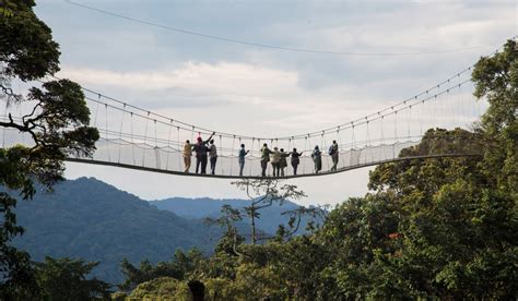 Gorillas To Be Introduced In Nyungwe National Park The New Times