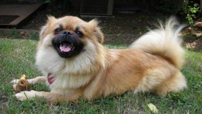 Peke-a-Pom | Pom dog, Hybrid dogs, Dogs