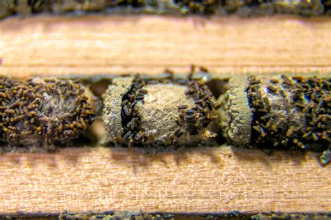 Mason Bee Feces 1200t Honey Bee Suite