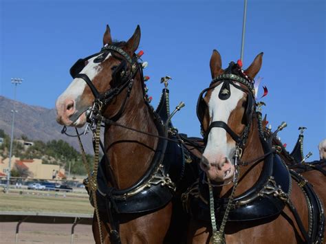 Budweiser Horses Smithsonian Photo Contest Smithsonian Magazine