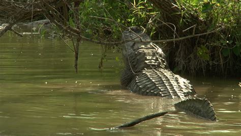 Alligator Mating Call Stock Footage Video 1455130 - Shutterstock