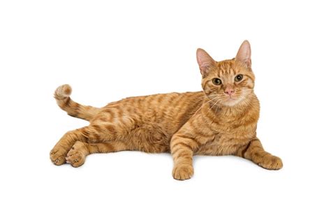 15 Fun Facts About Cats For Kids - All About Cats