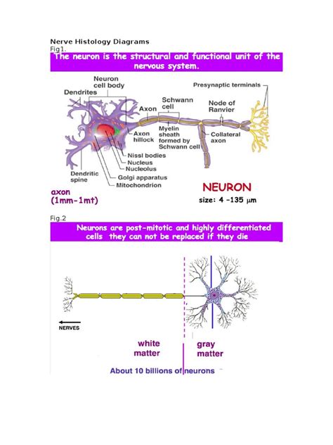 (PDF) Nerve Histology Diagrams - DOKUMEN.TIPS