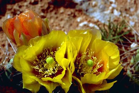 Free picture: desert plant, wild west, Texas, cactus, nature, thorns