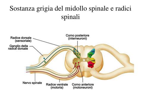 Ppt Introduzione Anatomica Al Sistema Nervoso Powerpoint Presentation