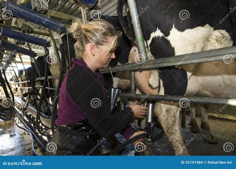 Le Laitier Trait Des Vaches Dans L Installation De Traite Image Stock