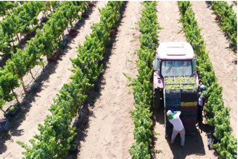 Comprar online Vicentino Naked Pinot Noir Rosé 2023 Preço 10 29 Onwine