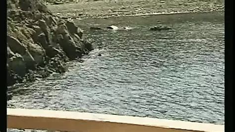 Boulevard Porn Videos XHamster