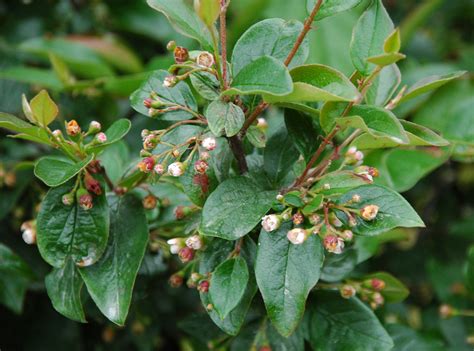 Кизильник блестящий Cotoneaster lucidus (73 фото) - фото - картинки и ...