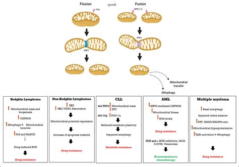 Frontiers Mitochondrial Bioenergetics At The Onset Of Drug Resistance