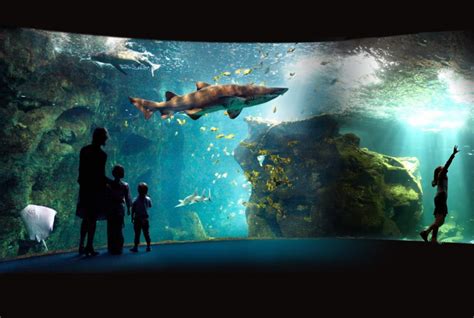 Top 10 des aquariums à visiter en famille en France Citizenkid