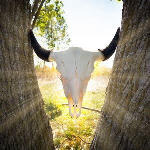 Real Bison Skull For Sale — Skulls Unlimited International, Inc.