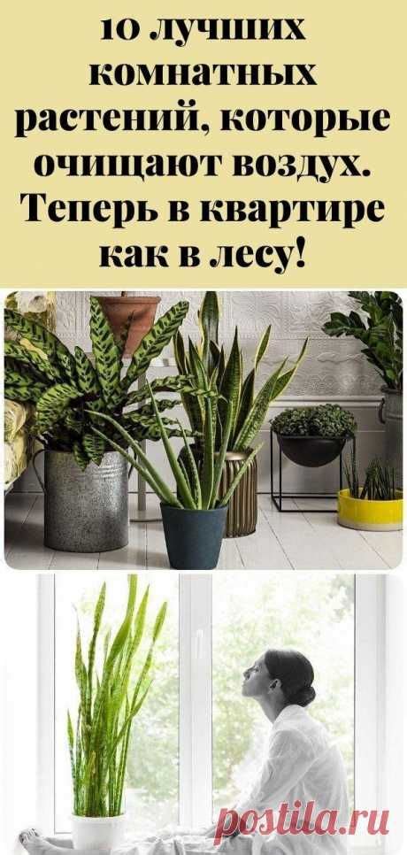 Дом, сад и огород | Растения, Огород, Комнатные растения