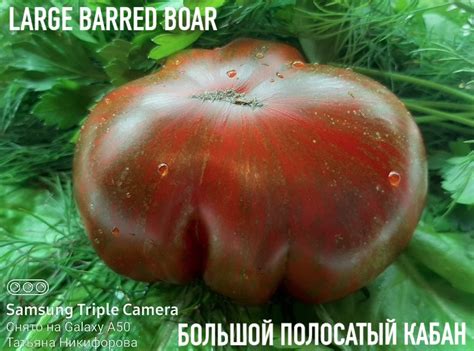 Томат Большой полосатый кабан: ОТЗЫВЫ (16), фото, описание и ...
