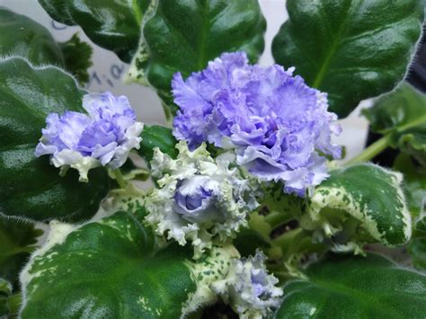 Фиалка нд мамзелька фото и описание сорта