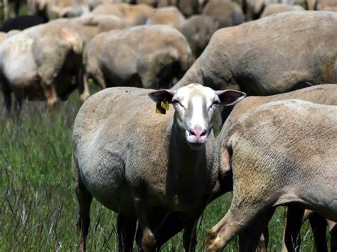 Agropastoralisme Les Causses Et Les C Vennes Patrimoine Mondial De