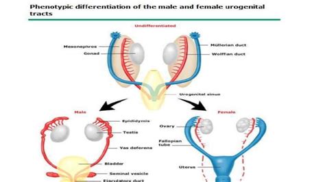 DISORDERS OF SEX DIFFERENTATION Pptx