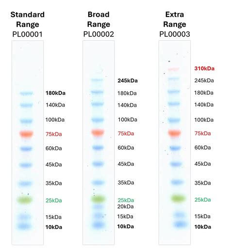 Broad Range Prestained Protein Marker Pl00002 Proteintech