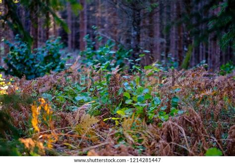 Naked Autumn Trees Few Red Leaves Stock Photo Shutterstock
