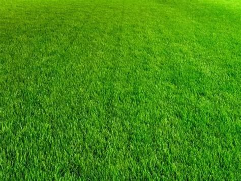 complete explanation   term lawn robert heslip blog