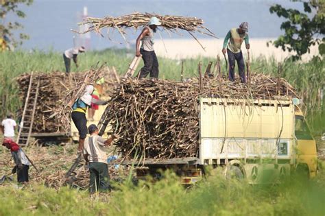 Pg Meritjan Kediri Target Produksi Ribu Ton Tebu Republika Online