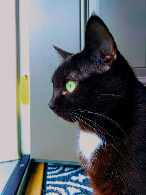 Meet Brownie! Born with no tail :) : r/cats