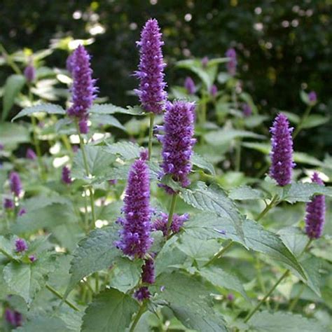 Лофант анисовый Red Poppies, Blue Flowers, Seed Packaging, Herbs For ...