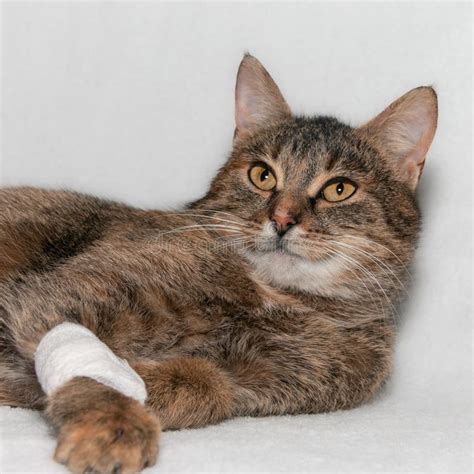 Gray Cat With A Bandaged Paw Treatment Of A Cat With A Broken Paw