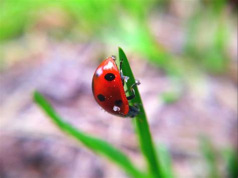 Аленький Цветочек | Пикабу