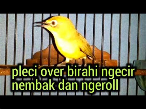 Pleci Over Birahi Ngecir Nembak Dan Ngerol Efektif Untuk Di Jadikan