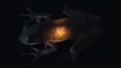Watch Fireflies Glow Inside of Frogs 'Cause Nature Is Lit - Nerdist
