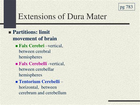 Ppt Skull Brain And Cranial Nerves Powerpoint Presentation Free