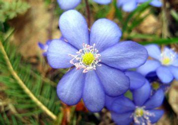 ТОП-55 Цветов и Растений Голубого Цвета | (85+ Фото) +Отзывы