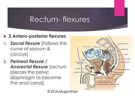 Rectum Anal Canal By Prof Dr N Mugunthan Pdf