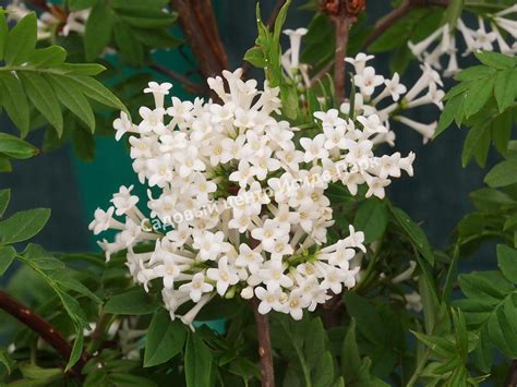 Сирень перистолистная (Syringa pinnatifolia) саженцы купить в Москве и ...