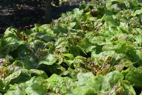 In Pictures Lettuce Season Kew