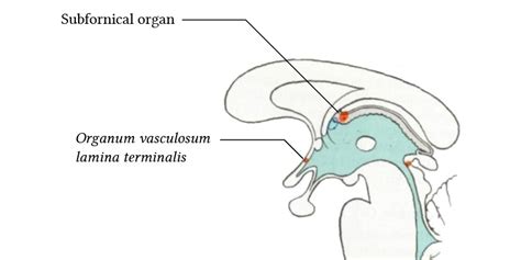 Mechanisms Which Maintain Extracellular Fluid Tonicity Deranged