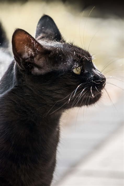 Free Picture Black Domestic Cat Portrait Side View Eye Greenish