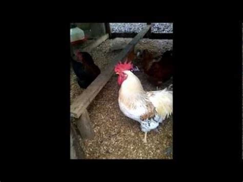 Red Sex Link Chicken Hatcheries And Breeders The Featherbrain